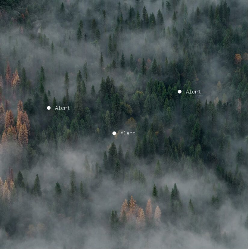 Connecting Forests and Climate